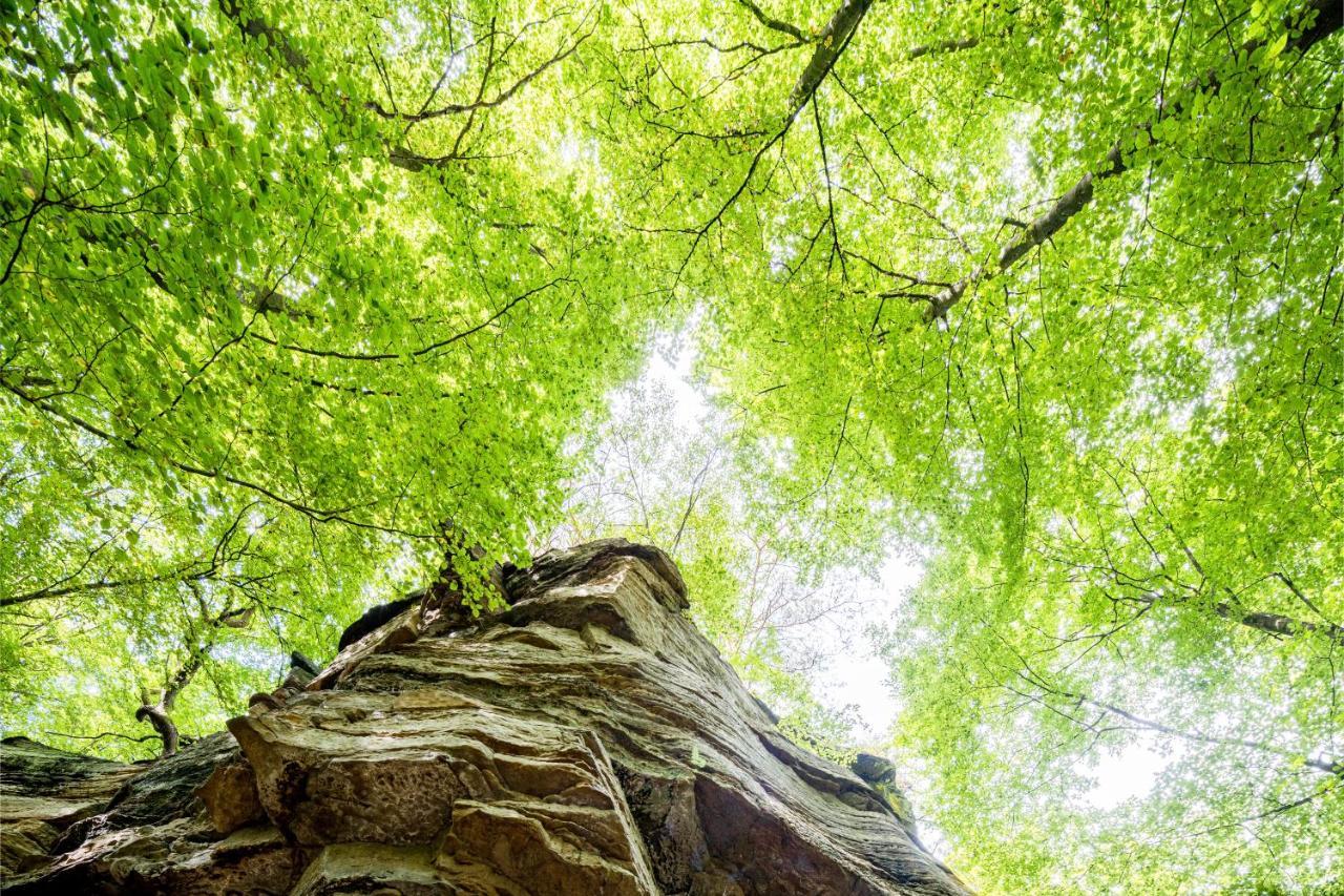 Waldhotel Sonnenberg Bollendorf Exteriér fotografie